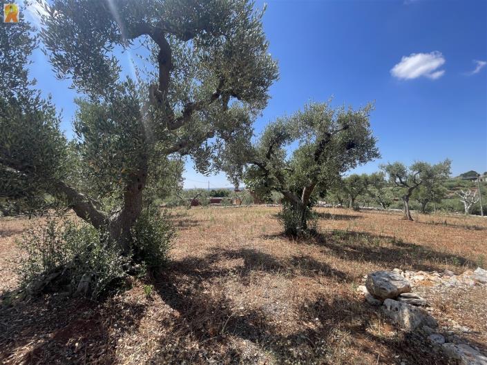 Image No.33-Trullo de 2 chambres à vendre à Martina Franca