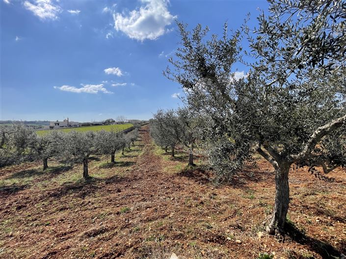 Image No.41-Maison de campagne de 3 chambres à vendre à Martina Franca