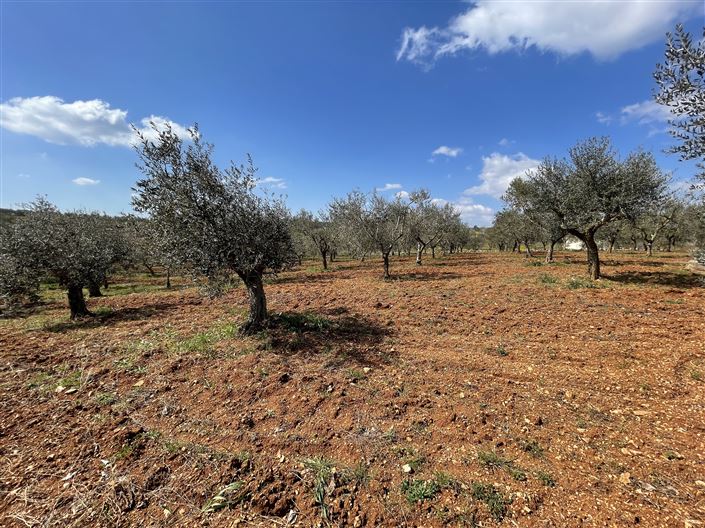 Image No.43-Maison de campagne de 3 chambres à vendre à Martina Franca