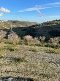 Agricultural Land For Sale  in  Tsada