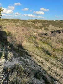 Agricultural Land For Sale  in  Tsada