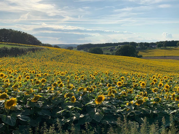 Image No.6-Maison de 4 chambres à vendre à Dordogne