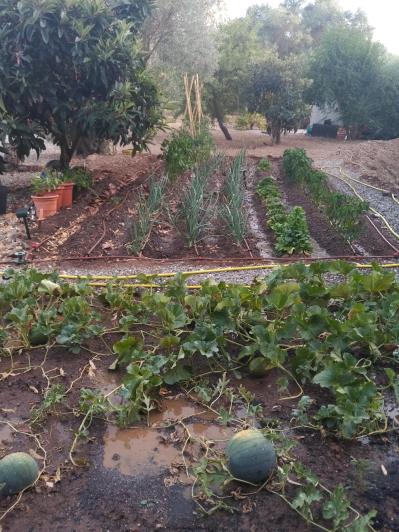 Image No.32-4 Bed Finca for sale