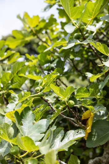 Image No.12-Finca de 7 chambres à vendre à Tarifa