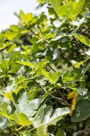 strand6542-tj3bf4yyfwql607f