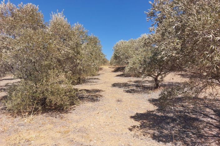 Image No.17-Plot for sale