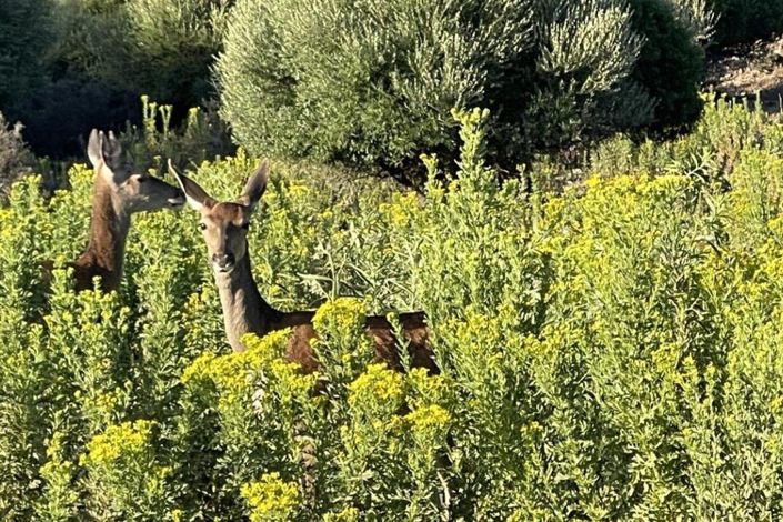 Image No.23-Finca de 3 chambres à vendre à Castellar de la Frontera