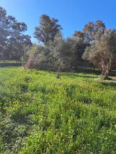 Image No.3-Plot for sale