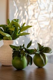 spcrm3818-lyb1p0ebjnmegtdh