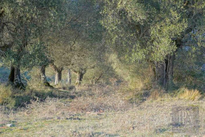 Image No.32-Ferme à vendre à Corciano