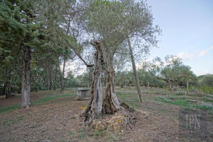 Image No.15-Ferme de 5 chambres à vendre à Umbertide