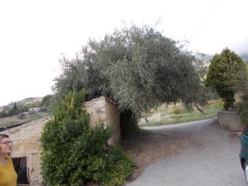 Randazzo-Giuseppa---Co-11