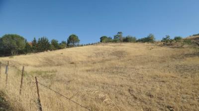 Muriella-g-pp---Ci-07