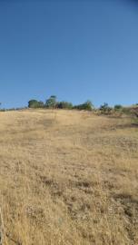 Muriella-g-pp---Ci-08