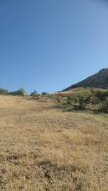 Muriella-g-pp---Ci-10