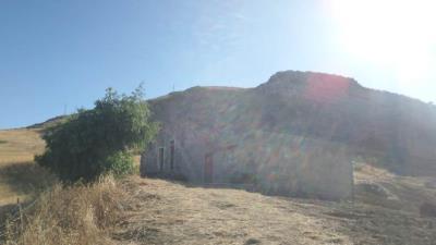 Muriella-g-pp---Ci-12