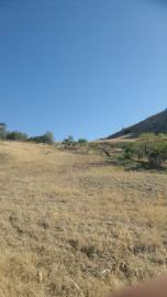 Muriella-g-pp---Ci-11