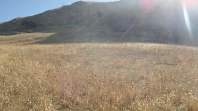 Muriella-g-pp---Ci-15