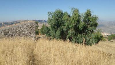 Muriella-g-pp---Ci-14