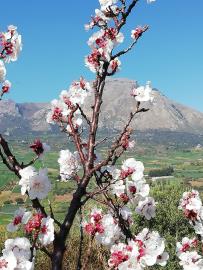 Dantoni-Sal---Ci---7-