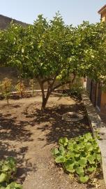 Cerniglia-Nuc---Ci---3-