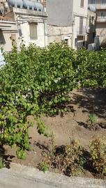 Cerniglia-Nuc---Ci---7-