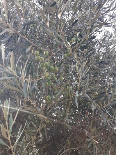 Image No.7-5 Bed Land for sale