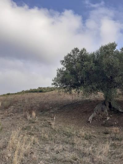 Image No.17-5 Bed Land for sale