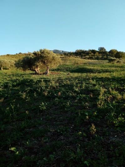 Image No.20-5 Bed Land for sale