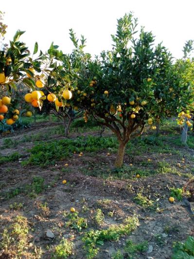 Image No.50-5 Bed Land for sale