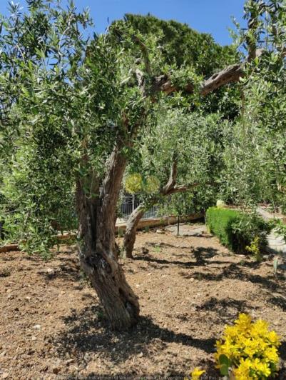 Image No.42-4 Bed Villa for sale