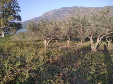 Parrinello-Benigno---Ci--13-