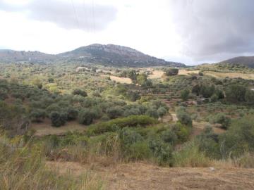 Sparacino-Carm---Co---1-