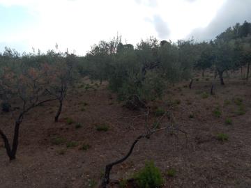 Scacciaferro-G---Ci--6-