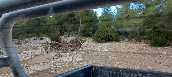 Image No.31-5 Bed Finca for sale