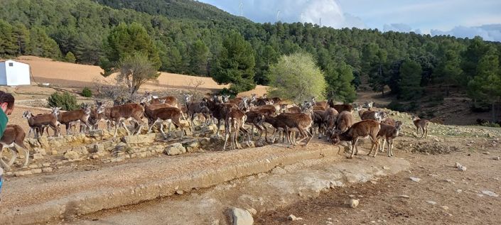 Image No.32-5 Bed Finca for sale