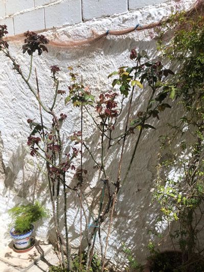 Image No.6-4 Bed Townhouse for sale