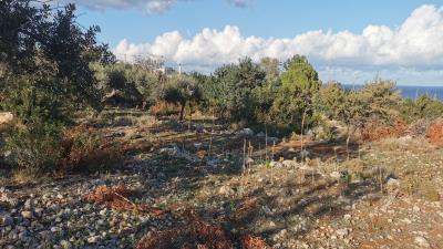 GERANI-PLOT1612--3--xnv