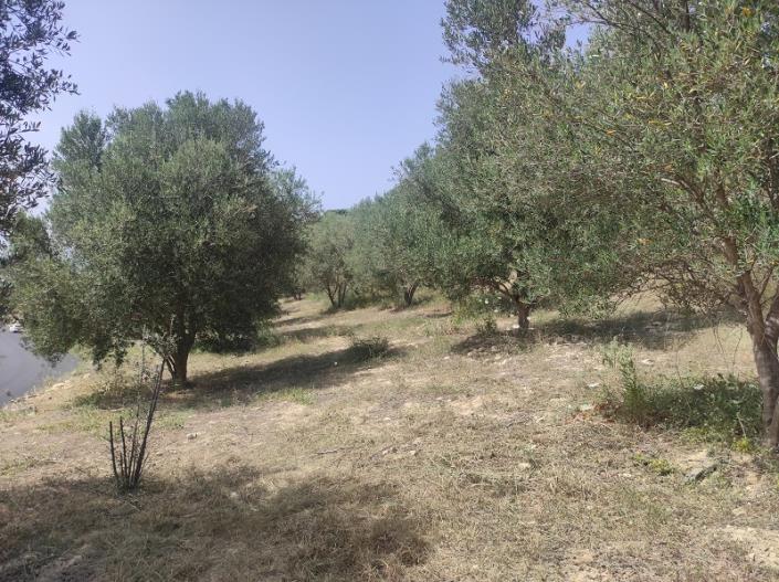 Image No.8-Plot for sale