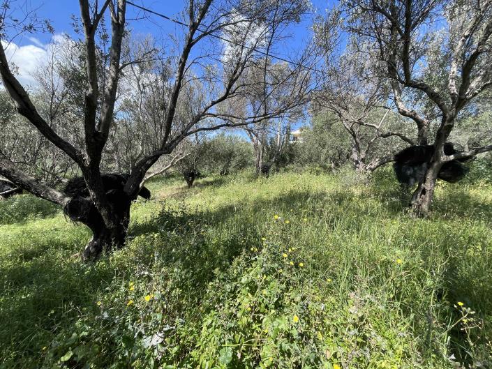 Image No.6-Terrain à vendre à Rethymnon