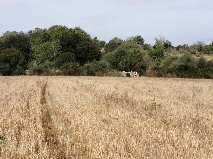 Image No.2-Terre à vendre à Felanitx