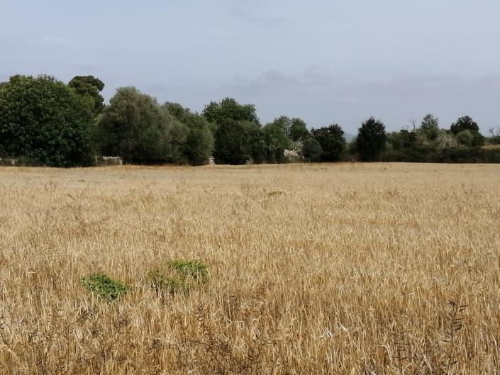 Image No.4-Terre à vendre à Felanitx