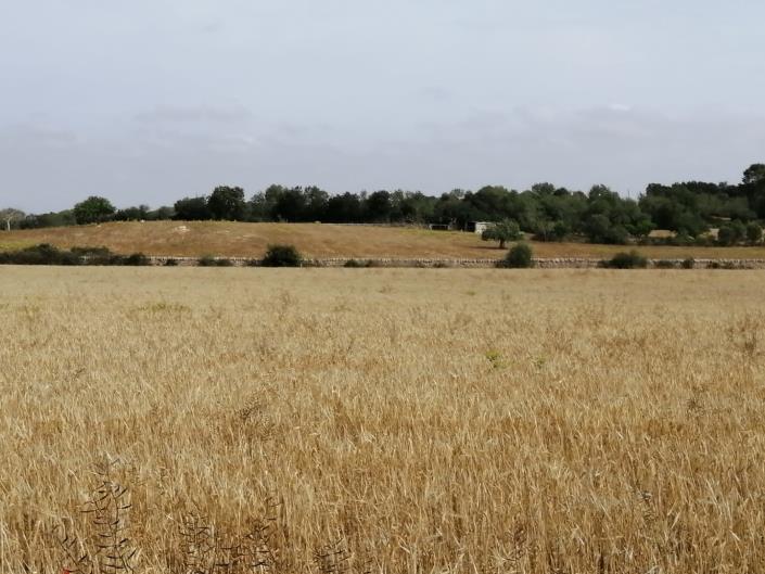 Image No.3-Terre à vendre à Felanitx