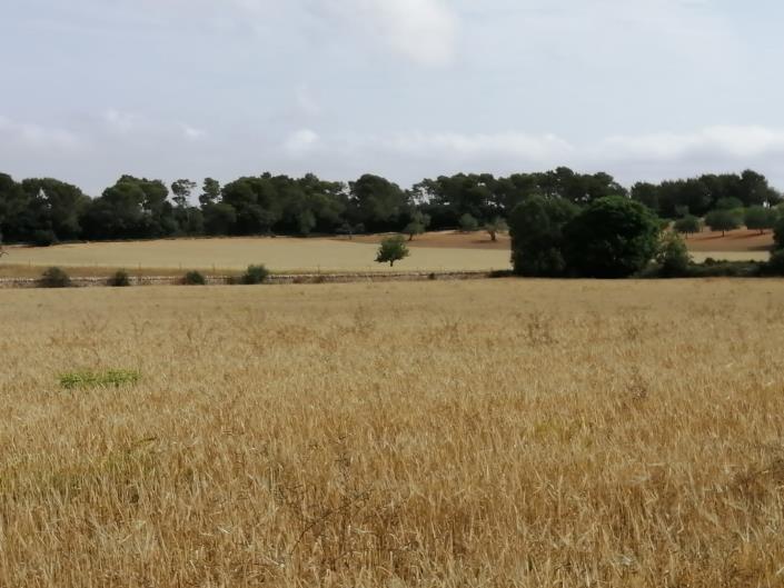 Image No.5-Terre à vendre à Felanitx