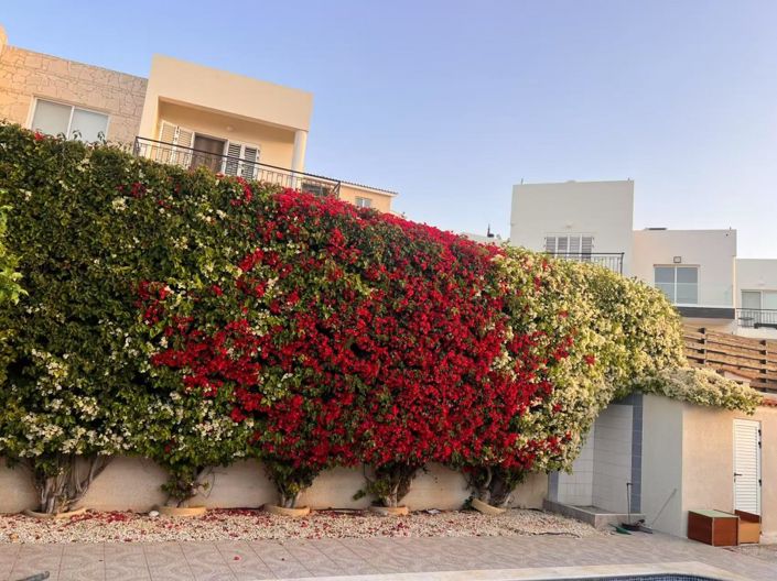 Image No.16-Bungalow de 3 chambres à vendre à Peyia