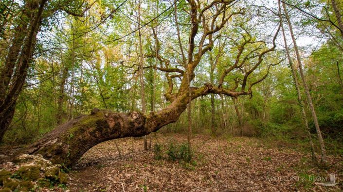 Image No.27-Appartement de 3 chambres à vendre à Sarteano
