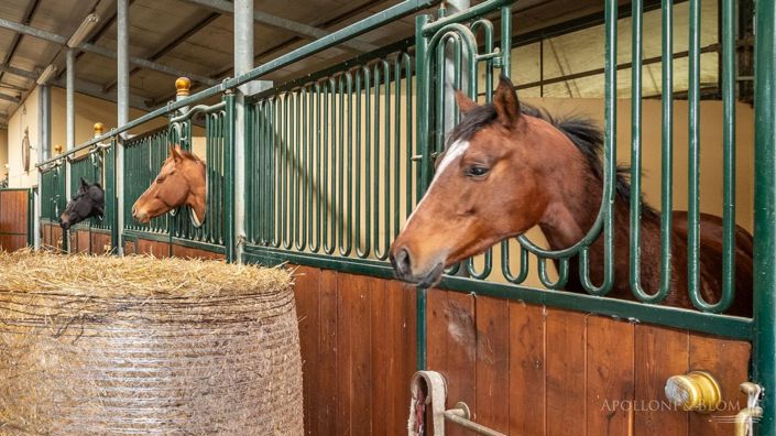 Image No.6-Appartement de 10 chambres à vendre à Castelnuovo Berardenga