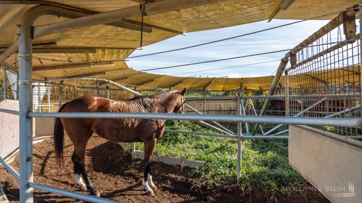 Image No.8-Appartement de 10 chambres à vendre à Castelnuovo Berardenga