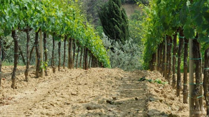 Image No.7-2 Bed Vineyard for sale