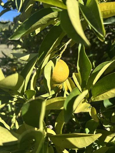 Image No.2-Finca de 3 chambres à vendre à Estepona